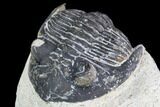 Bargain, Hollardops Trilobite - Visible Eye Facets #105980-3